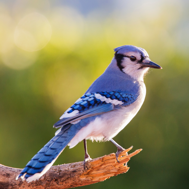 Discovering the Human Effect On Wild Animals Types