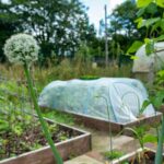 Garden Cold Frames for Plants: 7 Proven Tips to Avoid Costly Mistakes