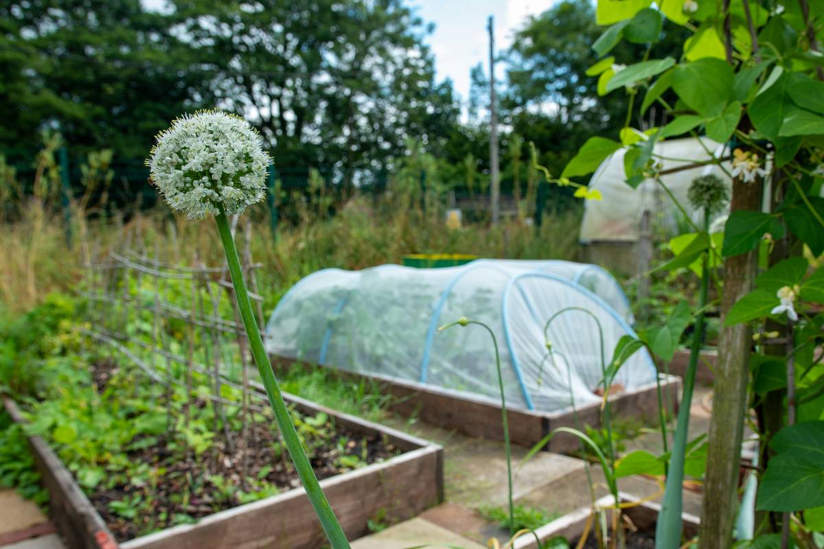 Garden Cold Frames for Plants: 7 Proven Tips to Avoid Costly Mistakes