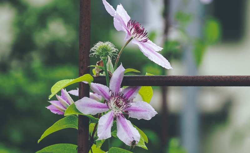 Garden with tall tomato plants supported by sturdy green stakes and climbing beans on a wooden trellis